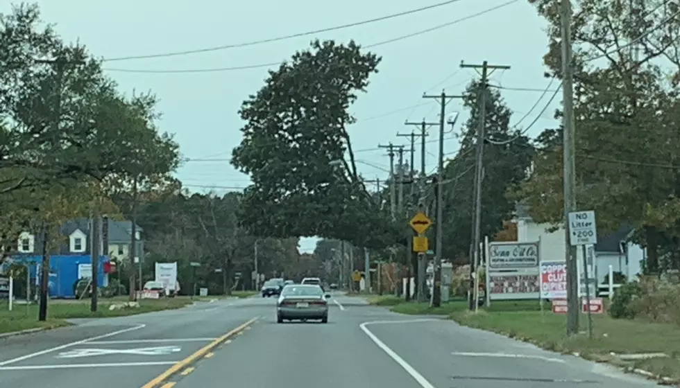 What's the Deal With This Tree in Egg Harbor City?