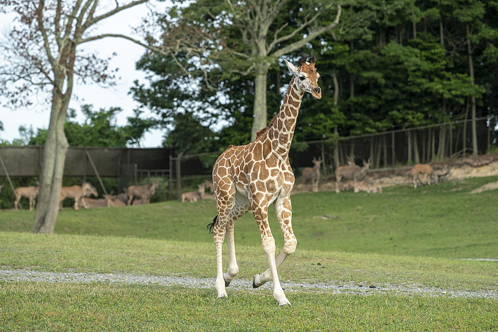 Six Flags Great Adventure Introduces Sierra, Another New Baby Giraffe