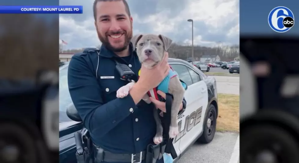 Mt. Laurel Cop Rescues, Then Adopts Pitbull Puppy [VIDEO]