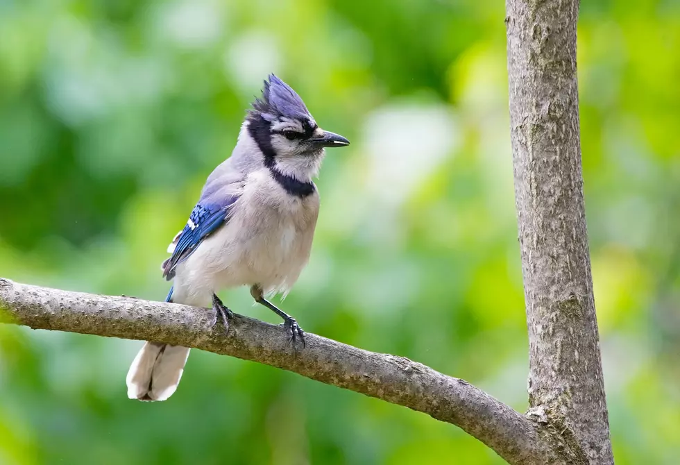 11 Foods to Feed Wild Birds Flocking to Your South Jersey Yard