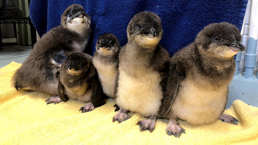 Cuteness Alert! 5 New Baby Penguins at Adventure Aquarium [VIDEO]