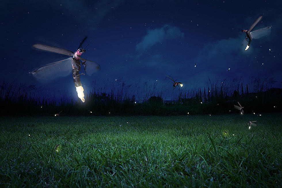Lightning Bugs or Fireflies? South Jersey Has Decided