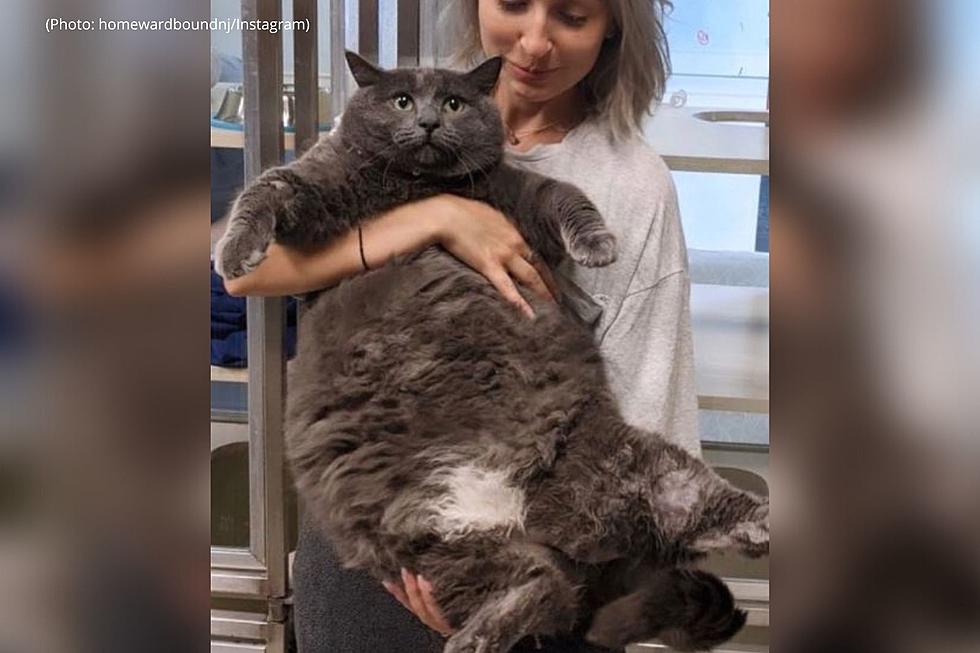 29 Lb. Cat Named St. Bubbles is Up for Adoption in Blackwood, NJ