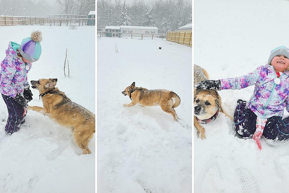 Always Adorable! South Jersey Dogs Enjoying 2022’s First Snow Days!