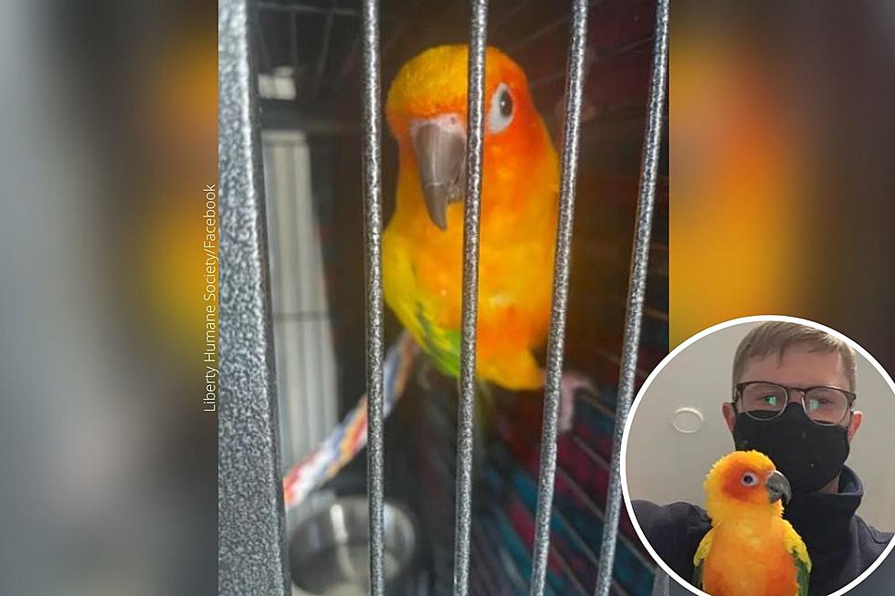 You Won’t Believe Where Missing Cherry Hill NJ Pet ‘Carrot the Parrot’ Was Finally Found