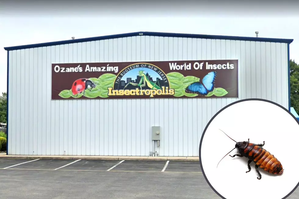 Insectropolis in Toms River is One of NJ’s Most Intriguing Museums