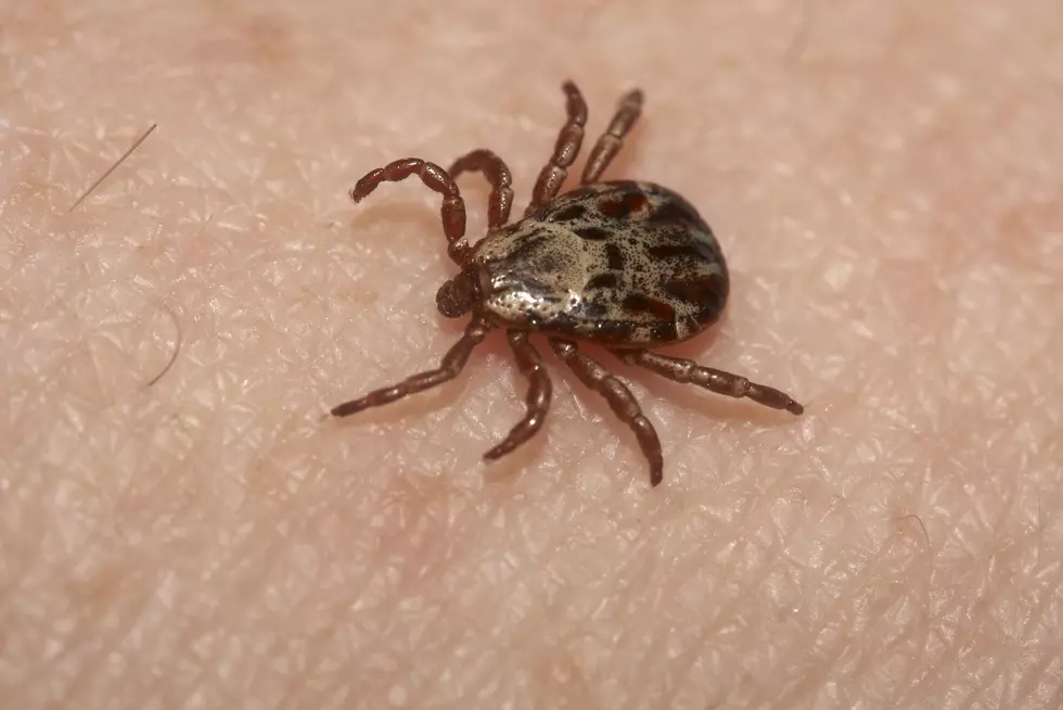 Photograph a Tick? Scientists at Rutgers University Want to See It