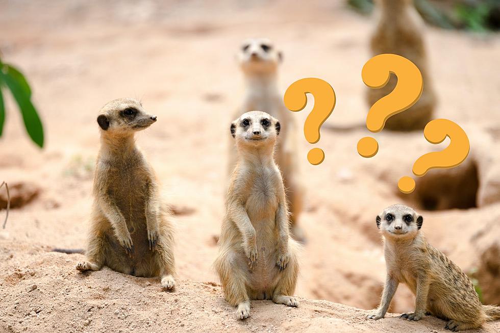 What Killed 5 Meercats at the Philadelphia Zoo?
