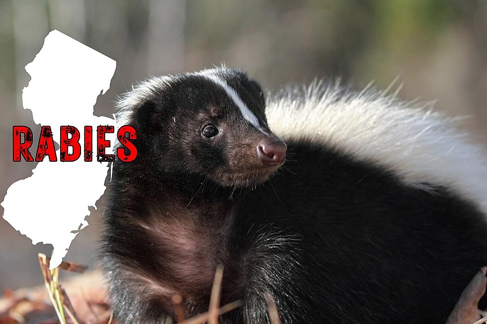 Sick, Disoriented Skunk in Galloway, NJ Tests Positive for Rabies