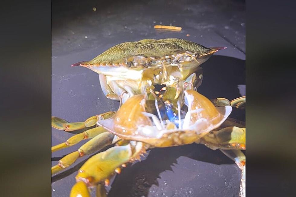 Jaw-Dropping Video Out of Galloway Shows Crab Shedding Shell