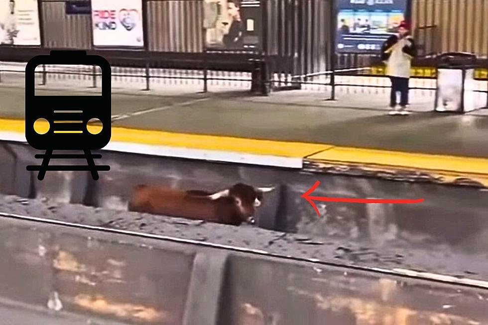 No Bull! Bull on the Loose on Train Tracks in Newark, NJ