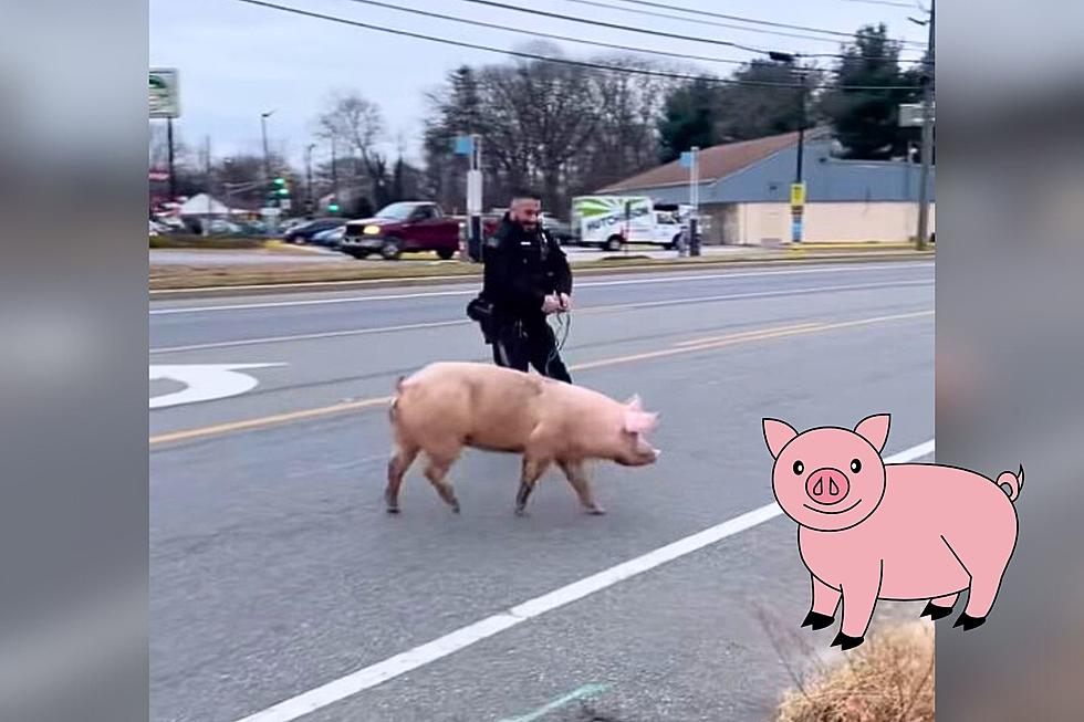 Deptford Cops Struggle to Wrangle Runaway Pig [VIDEO]