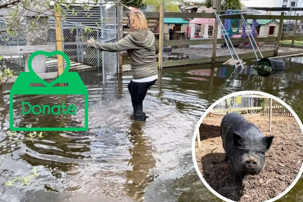 Egg Harbor City, NJ Animal Rescue Desperate for Donations After Recent Flooding