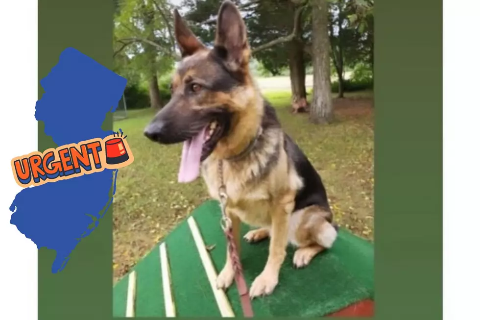 URGENT! Little Egg Harbor, NJ German Shepherd to Be Euthanized if Not Adopted by Saturday