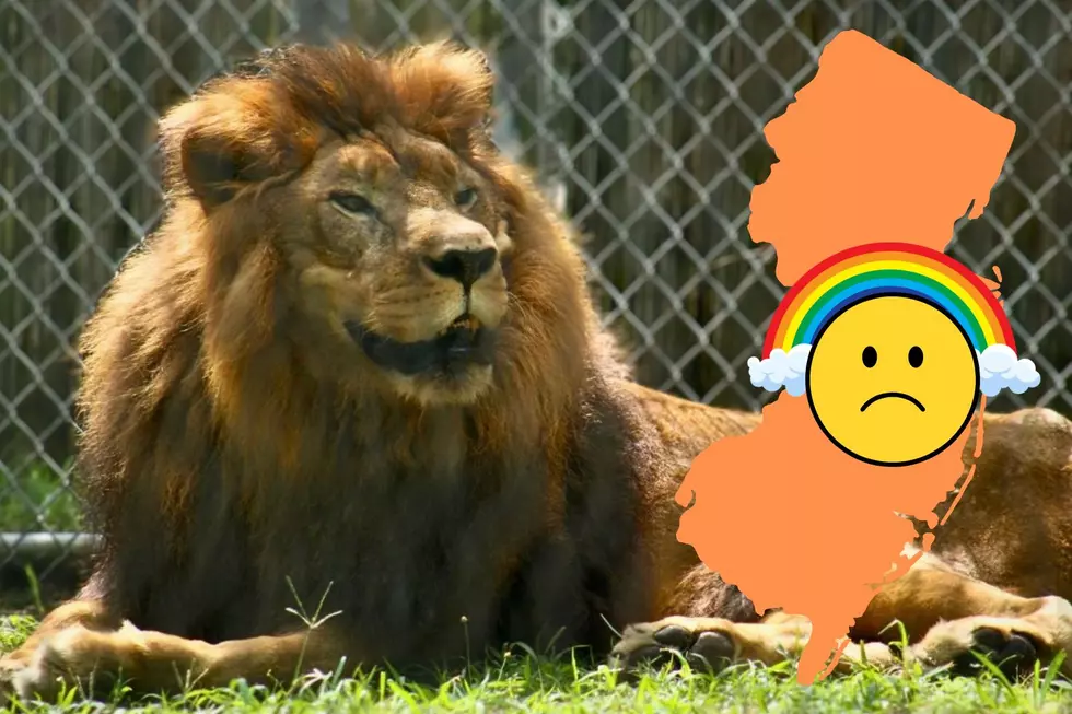 Forked River, NJ’s Popcorn Park Animal Refuge Mourns Passing of Simba the Lion