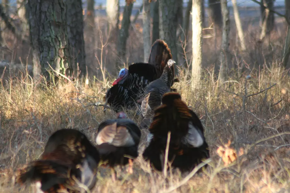 Leftover Turkey Hunting Permits on Sale Monday Morning