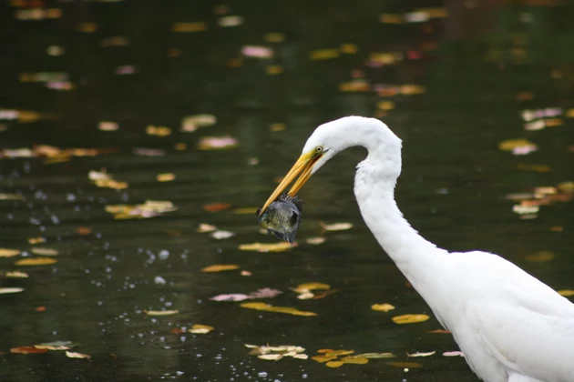 Great Egrets Tell All: It’s Time to Go Fishing in South Jersey