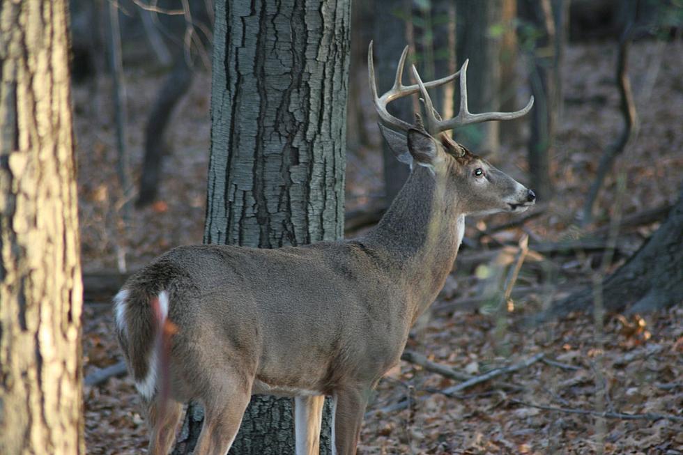 Firearm Deer Season Opens Monday