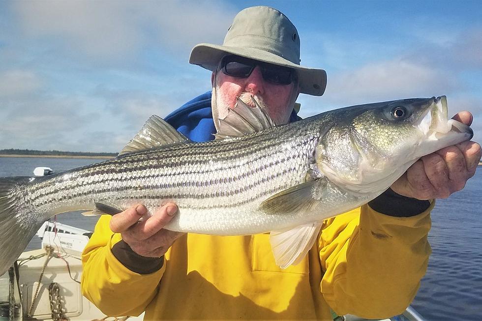 South Jersey Fishing: Back Bay/River Striper Season Opens Tuesday