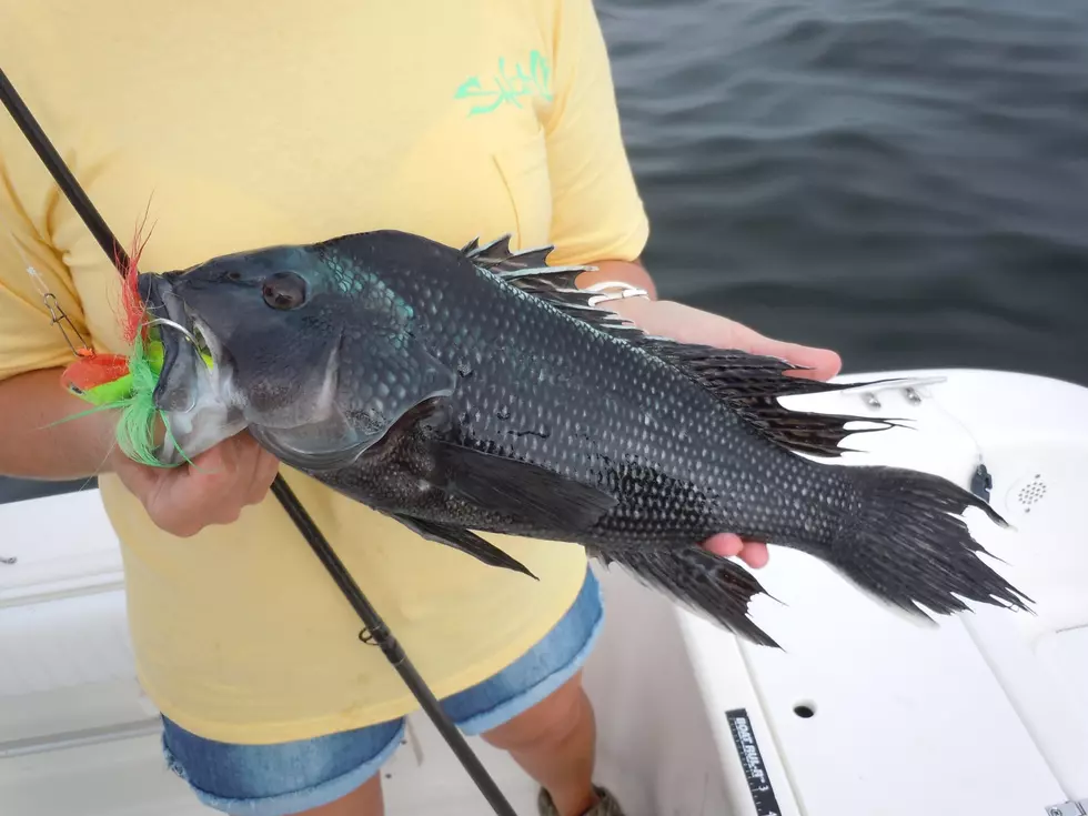 South Jersey Fishing: Sea Bass Season Opens Friday