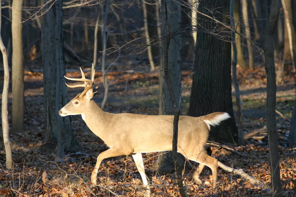 South Jersey Hunting: Permit Bow Opens Saturday