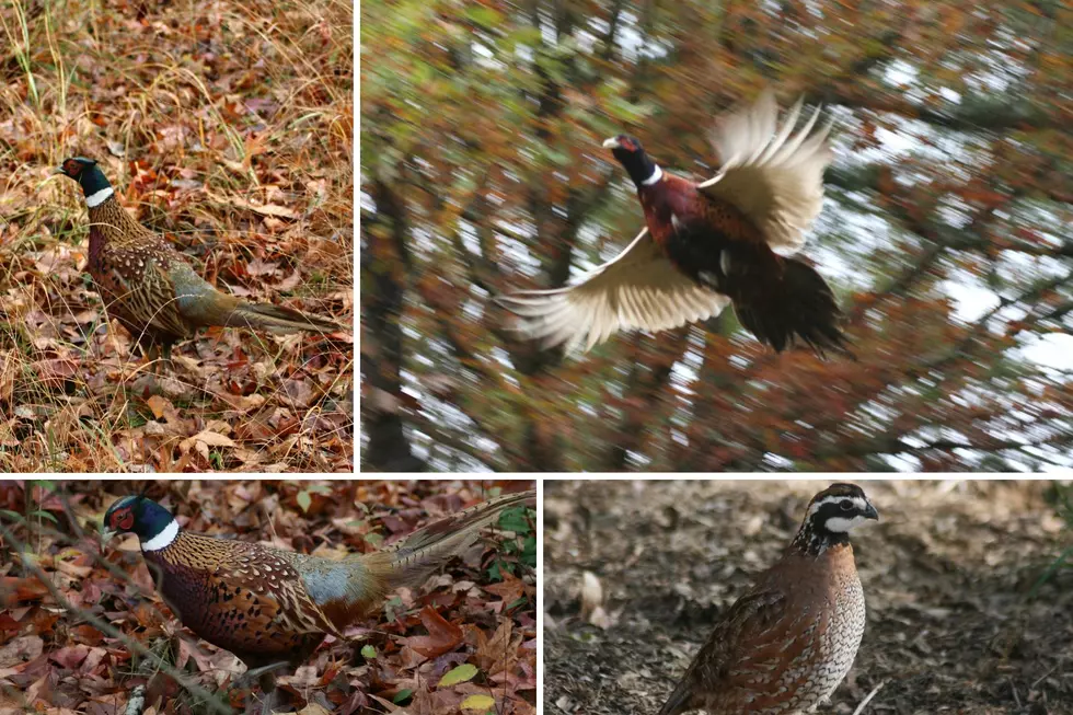 Pheasant and Quail Seasons Kick Off Saturday