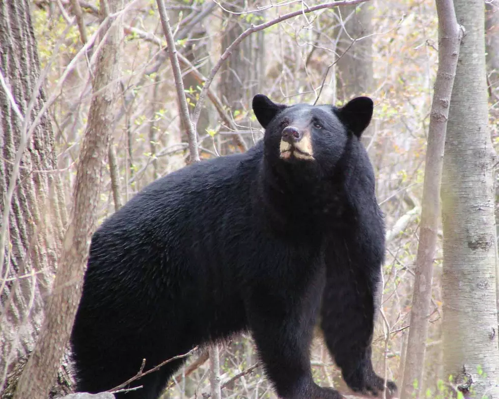 NJ’s Black Bear Hunting Season Underway