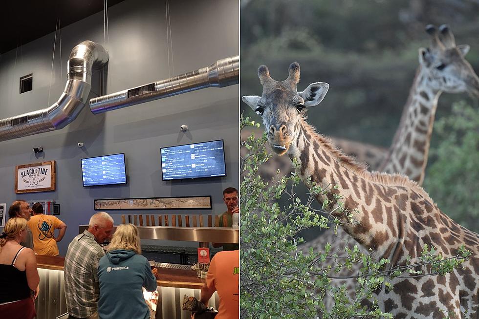 Drafts for Giraffes raising money for Cape May County, NJ Zoo
