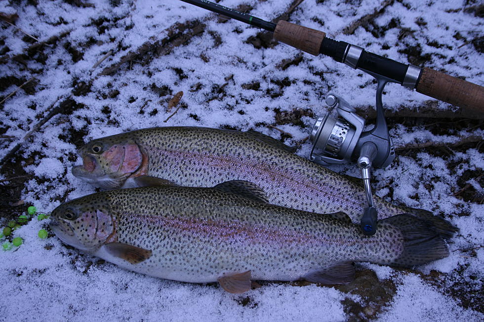 Winter Trout Stocking Today and Tomorrow