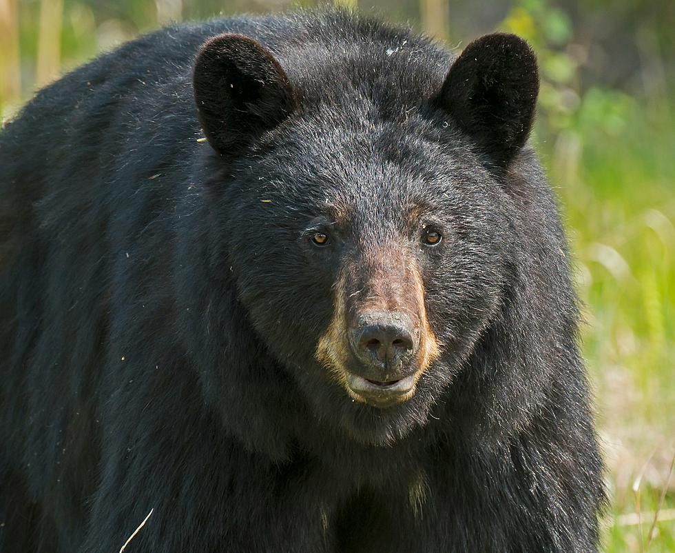 South Jersey Hunting: Black Bear Season Re-opens December 4th