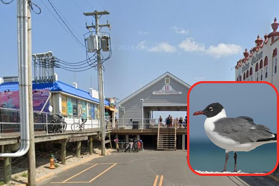 Ocean City, NJ Continuing Seagull Abatement For Summer 2024