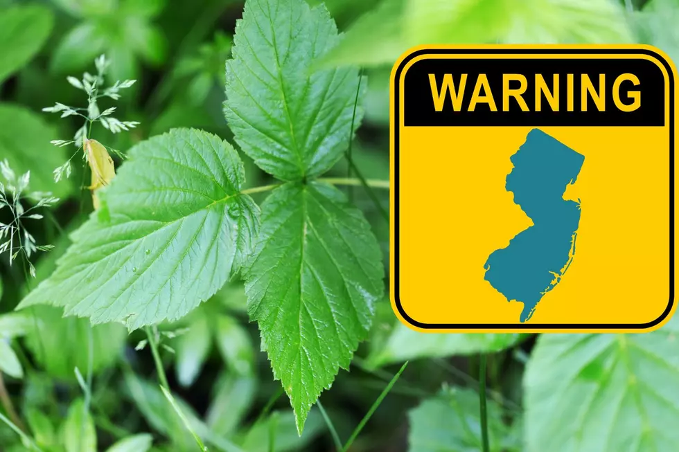 Beware New Jersey Of These Poisonous Plants