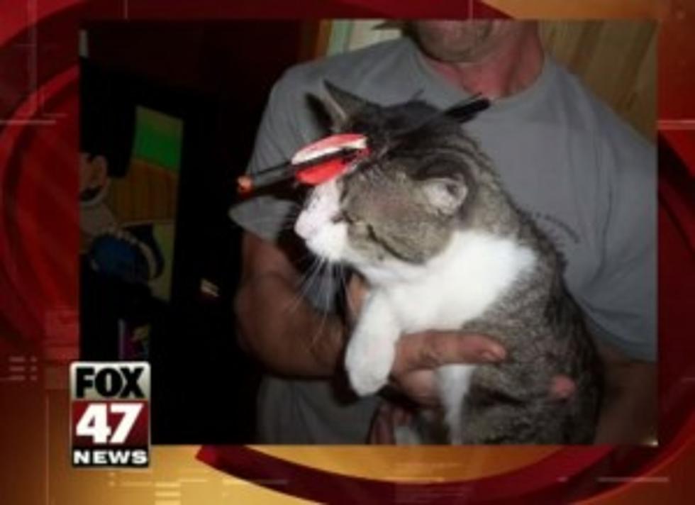 Shocking Case of Animal Cruelty – Cat Shot in the Head With An Arrow [VIDEO]