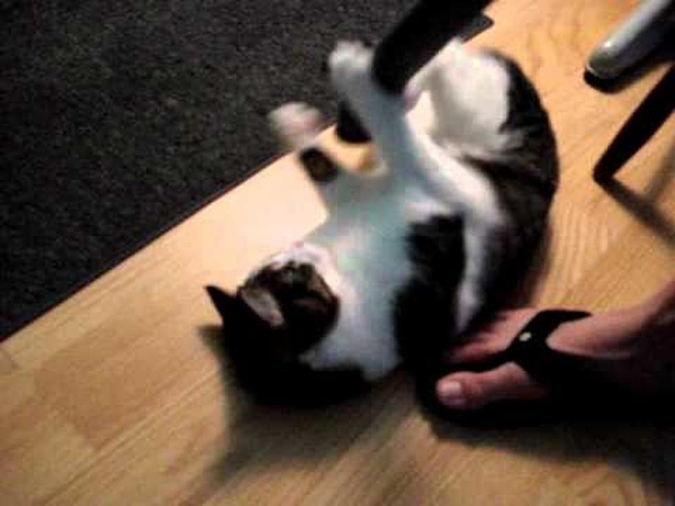 Cat Loves to Be Vacuumed [VIDEO]