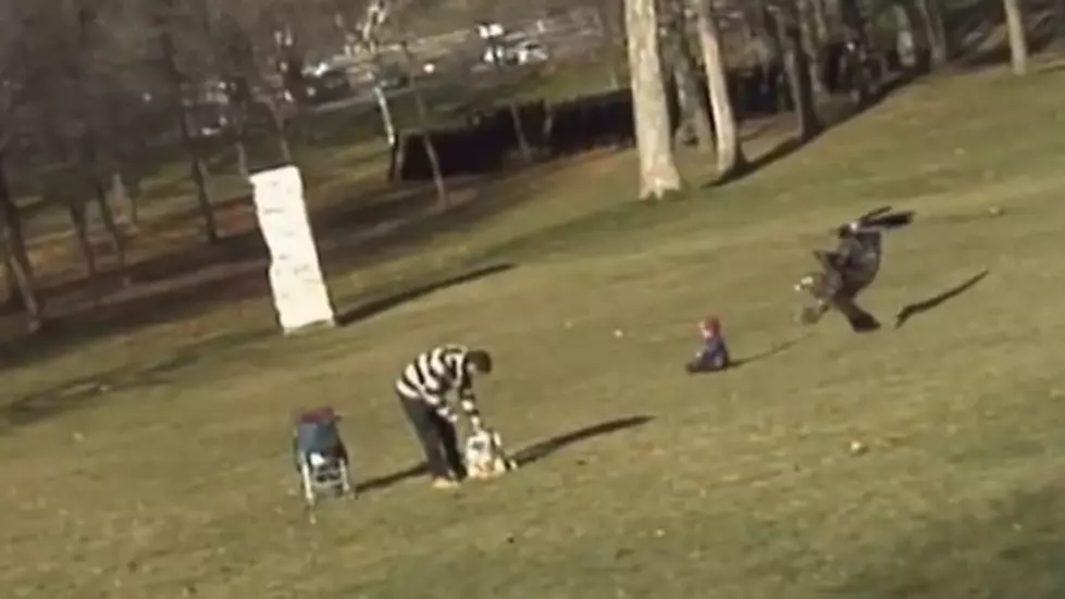 Golden Eagle Attemps to Snatch Baby in Montreal [HOAX VIDEO]