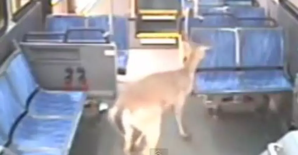 A Deer Crashes Through a Bus&#8217;s Windshield, Gets Up and Tries to Jump Back Out [VIDEO]