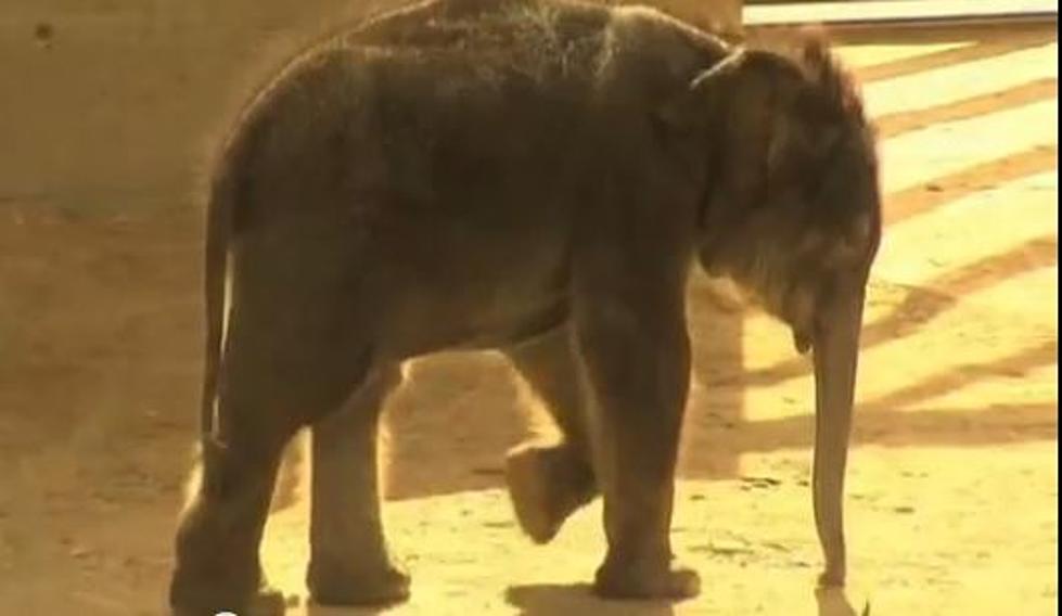 Watch a Newborn Asian Elephant Spend Time With Mom [VIDEO]