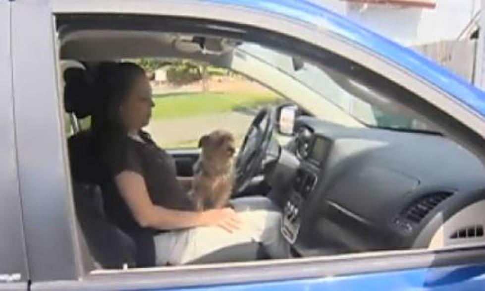 Woman Gets a $160 Ticket For Driving With Her Dog On Lap