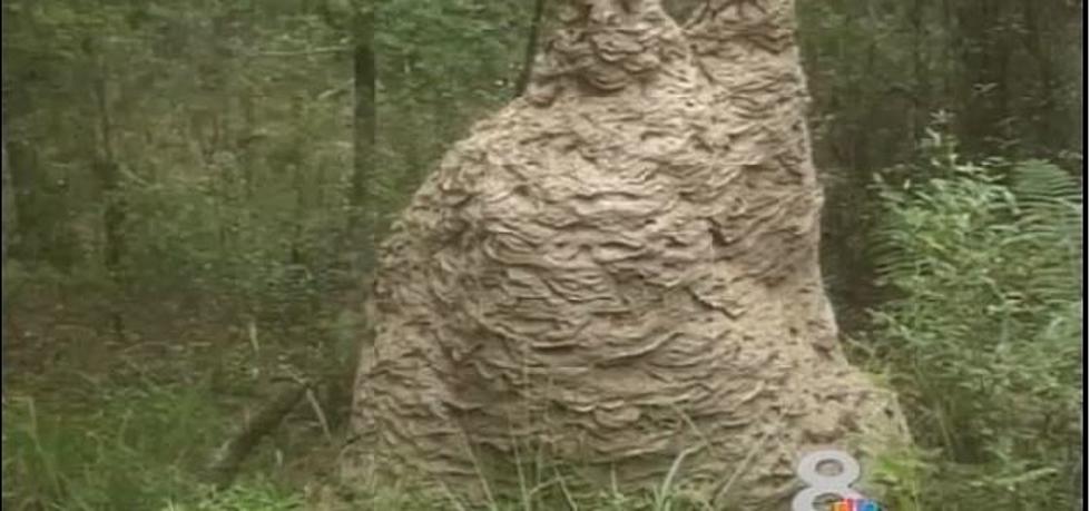 Largest Wasp Nest [VIDEO]