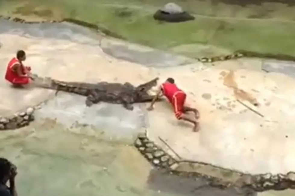 See a Crocodile Clamp Down on an Animal Handler&#8217;s Face After He Puts His Head in it&#8217;s Mouth [VIDEO]