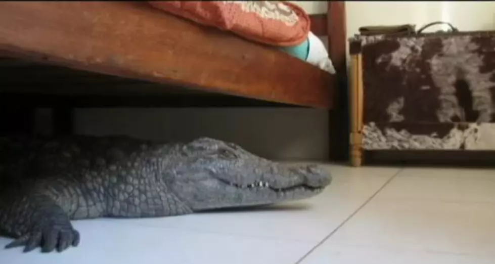 Man Wakes Up to Find an 8 Foot Crocodile Under His Bed [VIDEO]