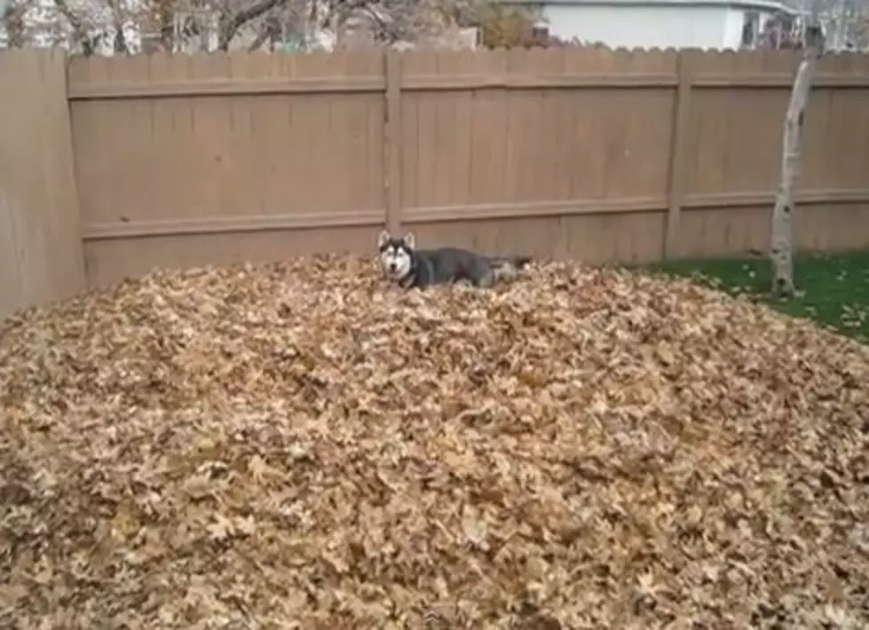 Watch This Husky Dog Have The Most Fun Ever in a Big Pile of Leaves [VIDEO]