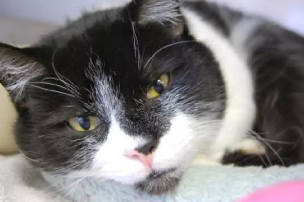 Adopt A Pet Wednesday: Meet Leo [VIDEO]