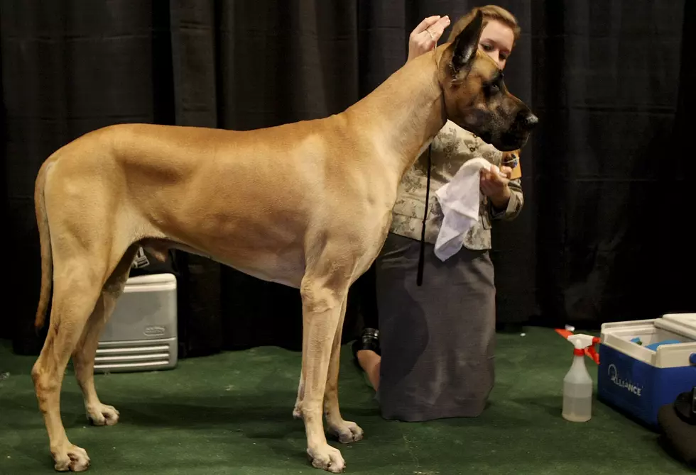 Meet Freddy: Great Britan and Possibly The World’s Largest Dog [VIDEO]