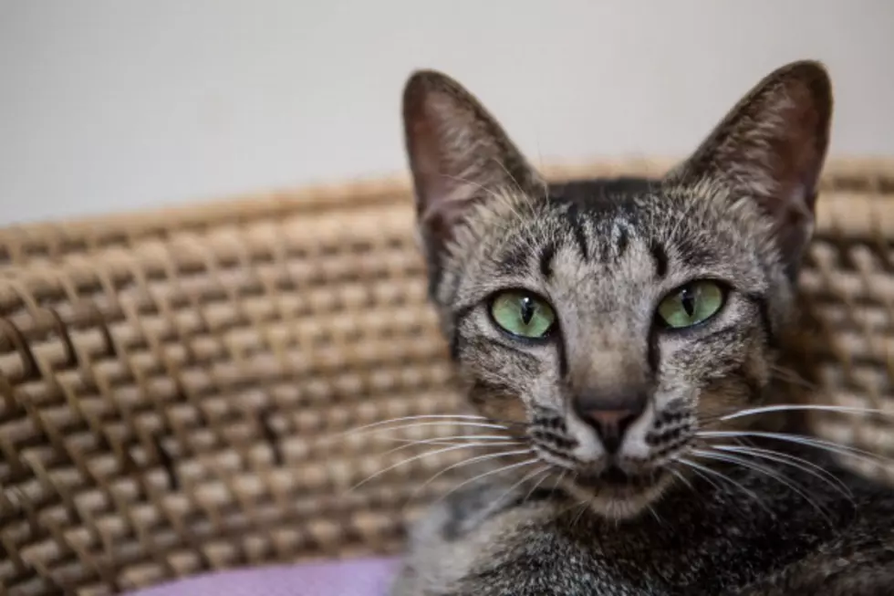 Amazing Cat In Florida Escapes Fire By Jumping Three Stories And Survives  [VIDEO]