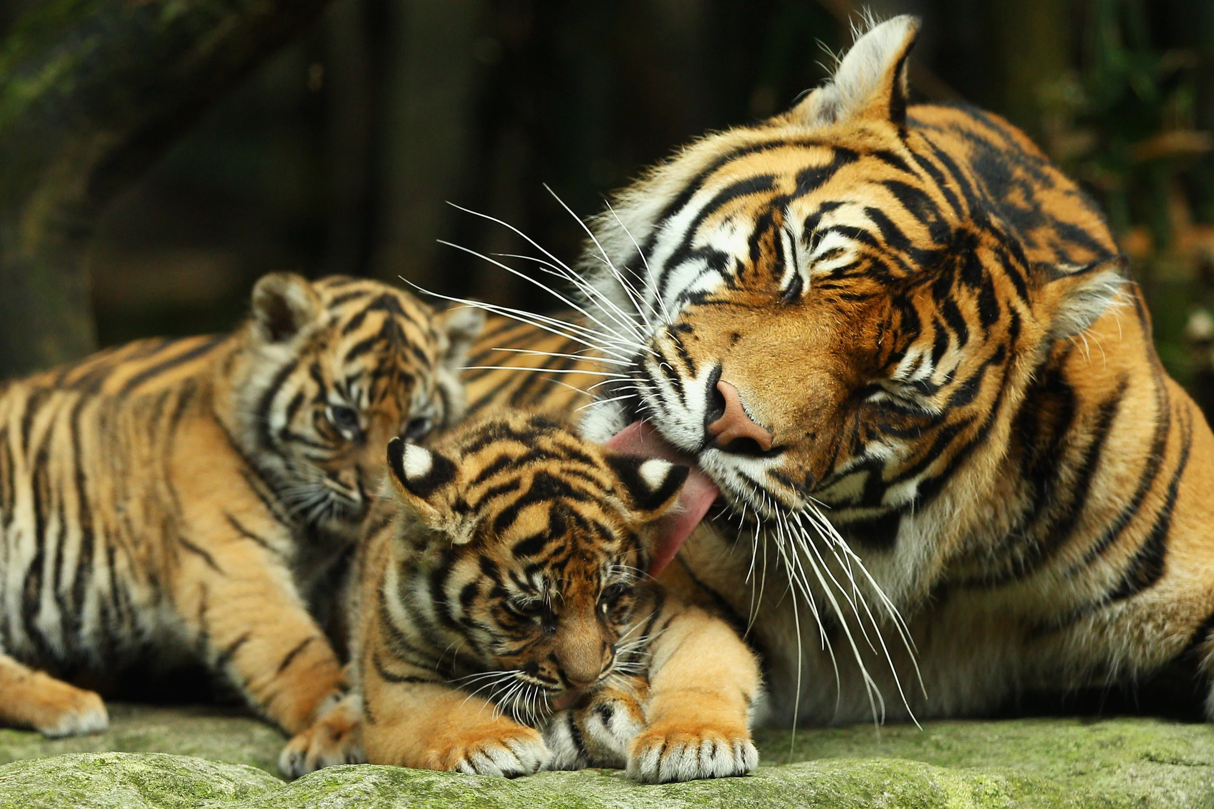 Семья Тигров