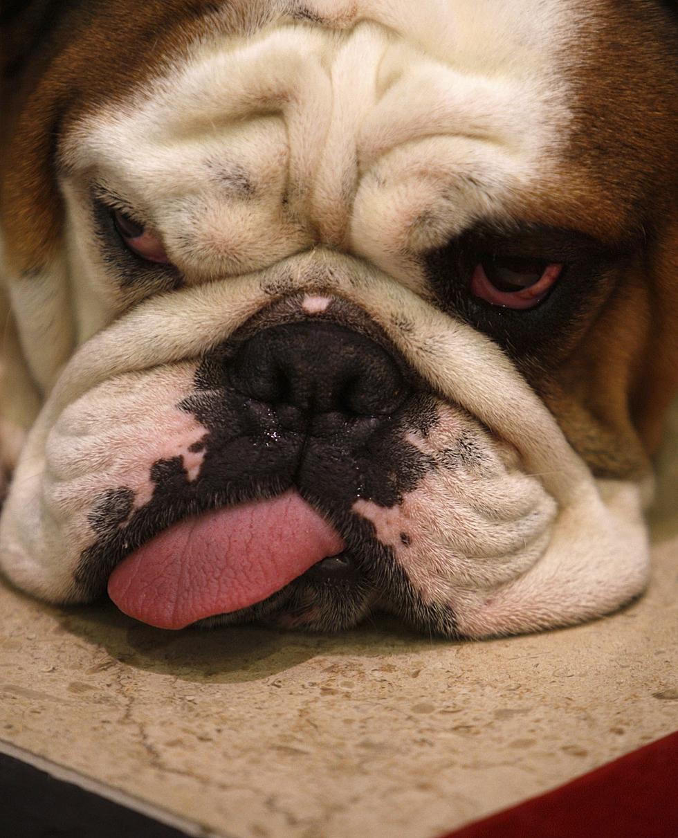 This Adorable Bulldog Sounds Silly When He Snores [VIDEO]