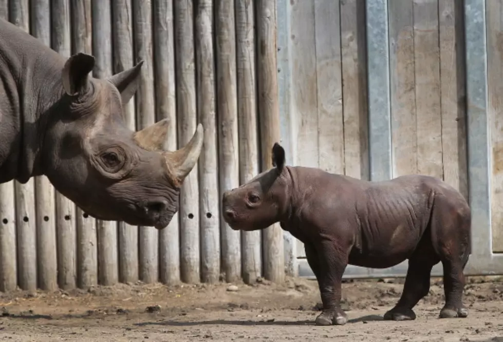 Oh Baby, How Cute Are You? Watch This Adorable Baby Rhino At The Buffalo  Zoo [VIDEO]