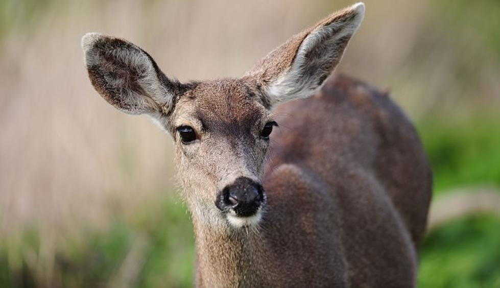 Zombie Deer Disease in Oneida County