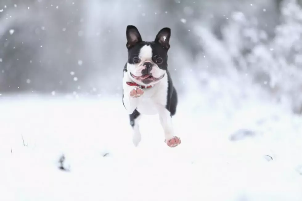 What&#8217;s The Annual Summer Snow Day? Dogs Having Fun Playing In 20 Tons Of Fake Snow [VIDEO]